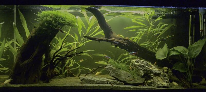 Fichier:Aquarium à disposition.jpg