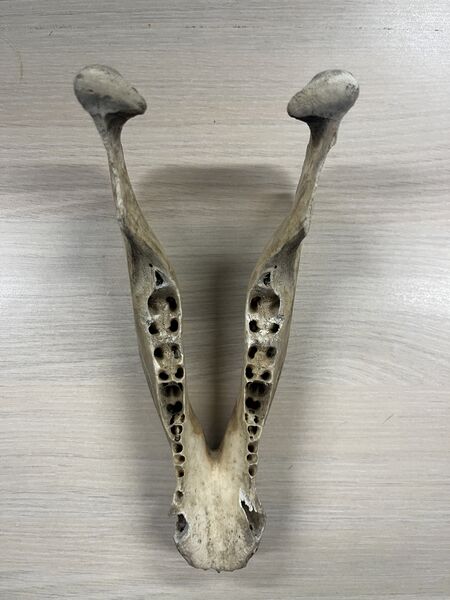 Fichier:Crane de mâchoire.jpg