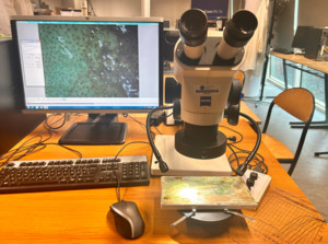 Analyse Optique des Peintures Traditionnelles.png