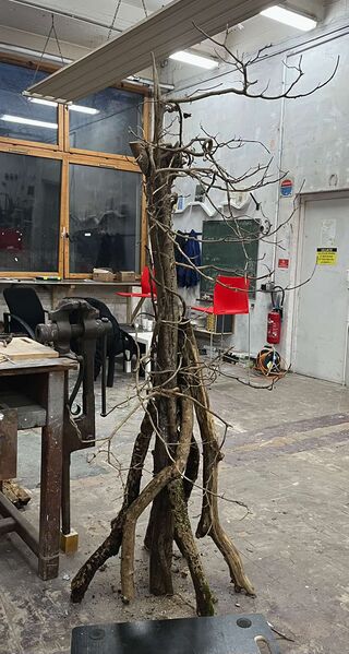 Fichier:Arbre.jpg