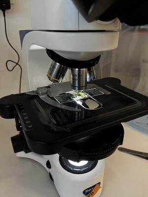 Microscope.jpg