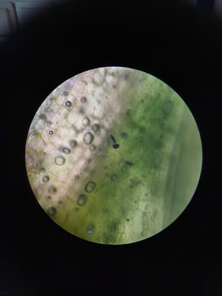Fichier:Image microscope.jpg